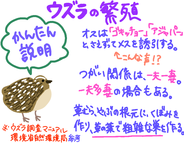 ウズラが一度も抱卵しなかった原因を考えてみる ドラコの動物レポ