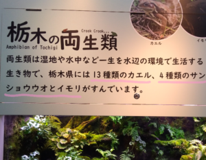 栃木県の両生類の展示